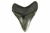 Serrated, Fossil Megalodon Tooth - South Carolina #149828-2